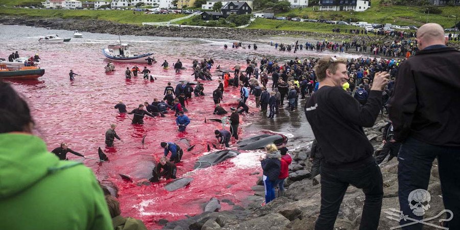 Resultado de imagen de faroe island sea shepherd