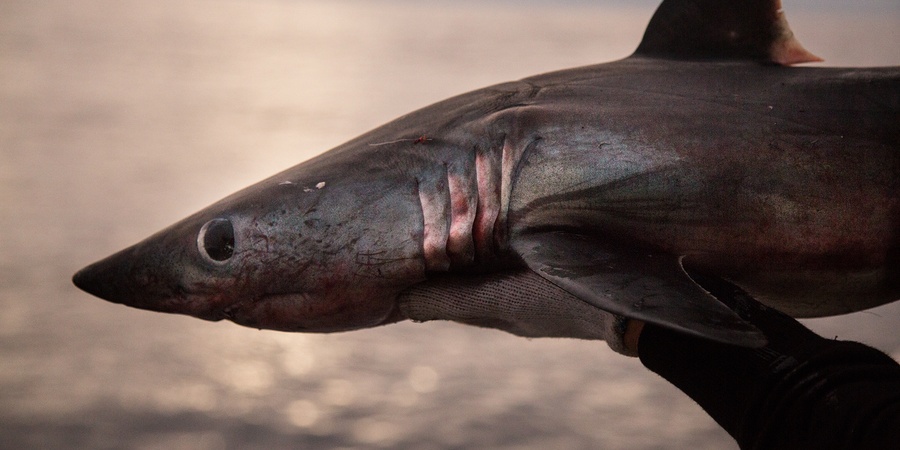 Sea Shepherd Australia