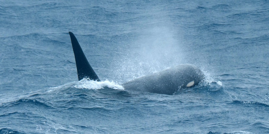 Sea Shepherd New Zealand