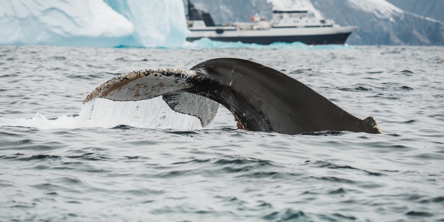 Sea Shepherd Global