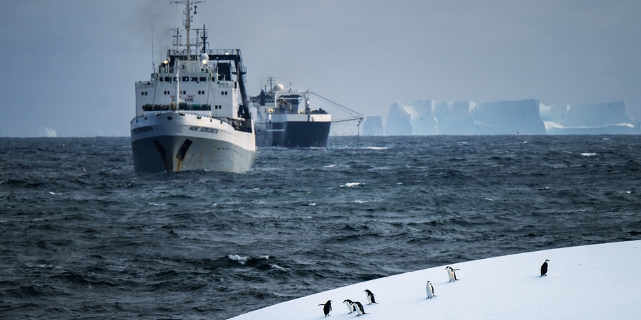 Sea Shepherd Netherlands